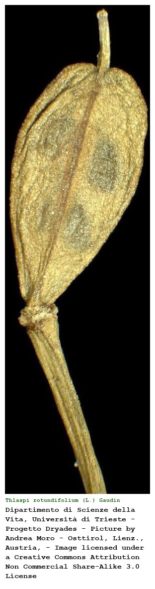 Thlaspi rotundifolium (L.) Gaudin